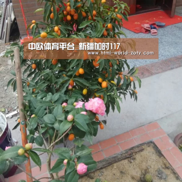 中欧体育平台_新疆加时117(图2) 中欧体育官网